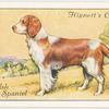 Welsh Springer Spaniel.