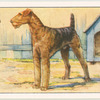 Airedale Terrier.