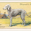 Bedlington Terrier.