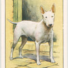 Bull Terrier.
