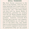 Bull Terrier.