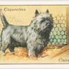 Cairn Terrier.