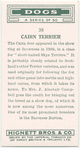 Cairn Terrier.