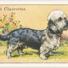 Dandie Dinmont Terrier.