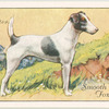 Smooth Fox Terrier.