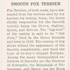 Smooth Fox Terrier.