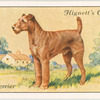 Irish Terrier.