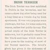 Irish Terrier.