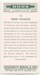 Irish Terrier.