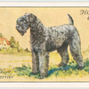 Kerry Blue Terrier.