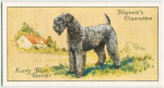 Kerry Blue Terrier.