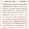 Kerry Blue Terrier.
