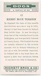 Kerry Blue Terrier.