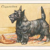 Scottish Terrier.