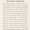 Scottish Terrier.