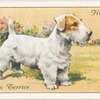 Sealyham Terrier.