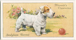 Sealyham Terrier.