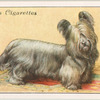 Skye Terrier.
