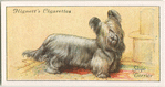 Skye Terrier.