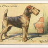 Welsh Terrier.
