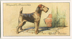Welsh Terrier.