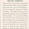Welsh Terrier.
