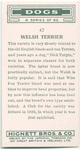 Welsh Terrier.