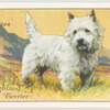 West Highland White Terrier.
