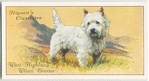 West Highland White Terrier.