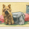 Yorkshire Terrier.