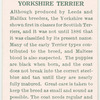 Yorkshire Terrier.