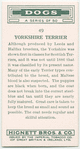 Yorkshire Terrier.