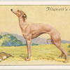 Whippet.