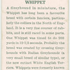 Whippet.
