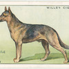 Alsation (German Shepard Dog).
