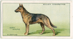 Alsation (German Shepard Dog).