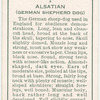 Alsation (German Shepard Dog).