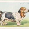 Basset Hound.
