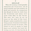 Beagle.