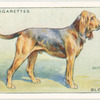 Bloodhound.