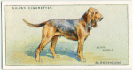 Bloodhound.
