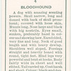 Bloodhound.