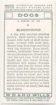 Bloodhound.
