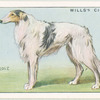 Borzoi.