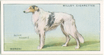 Borzoi.