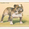 Bulldog.