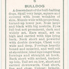 Bulldog.
