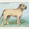 Bullmastiff.