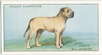 Bullmastiff.