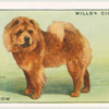 Chow-Chow.